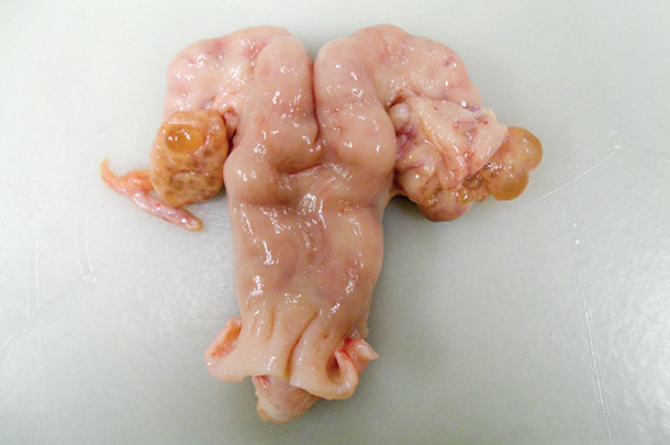 A bovine ovary