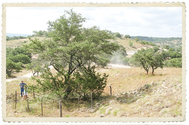 Plot to be used as a comparison to grazed areas 