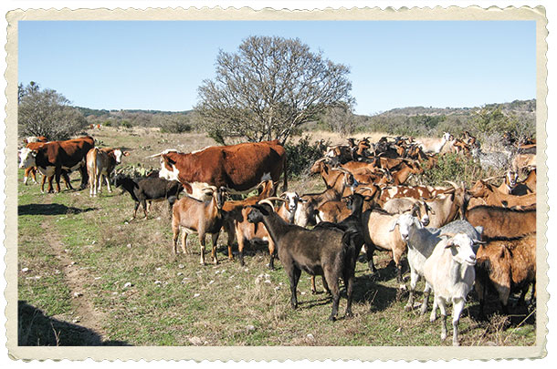 Hereford cows and spanish goats graze together