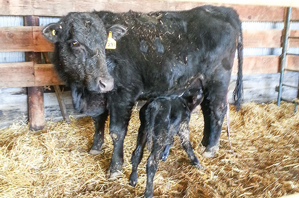 A cow-calf pair involved in the protein restriction study 