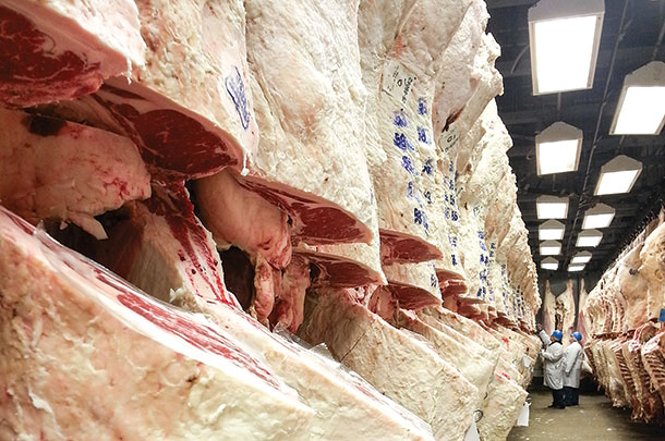 offspring from heifers on control vs. protein-restricted diets