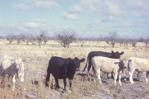 Charlois and Angus corsses