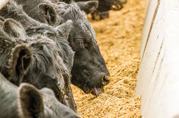 Cattle eating nutritional feed 