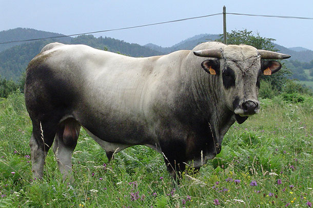 Gascon bull
