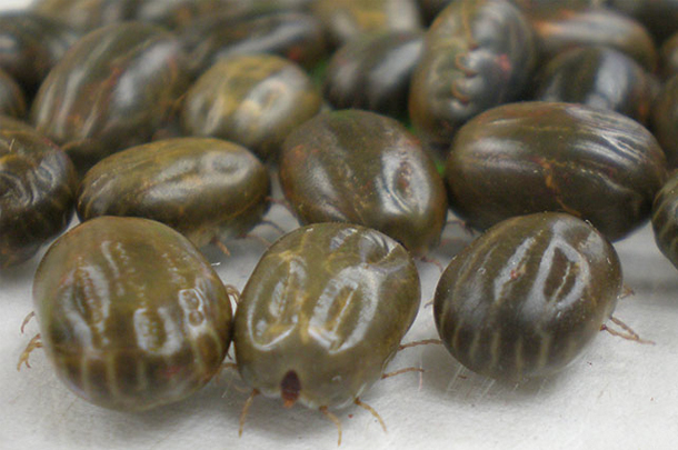 cattle ticks