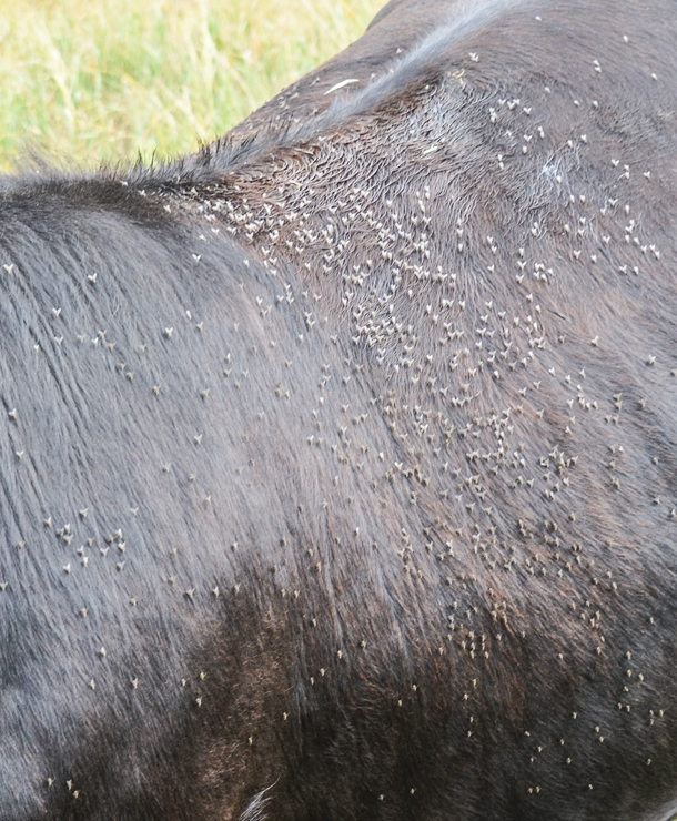 Horn flies