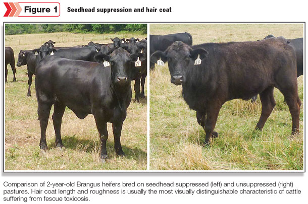 Seedhead suppression and hair coat