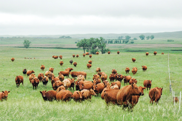 grazing herd Preparing to rotate to next grazing pasture