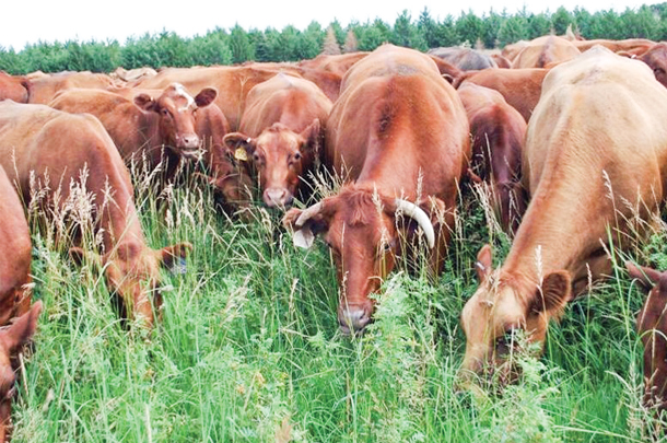 Cows under high-stock -density grazing.