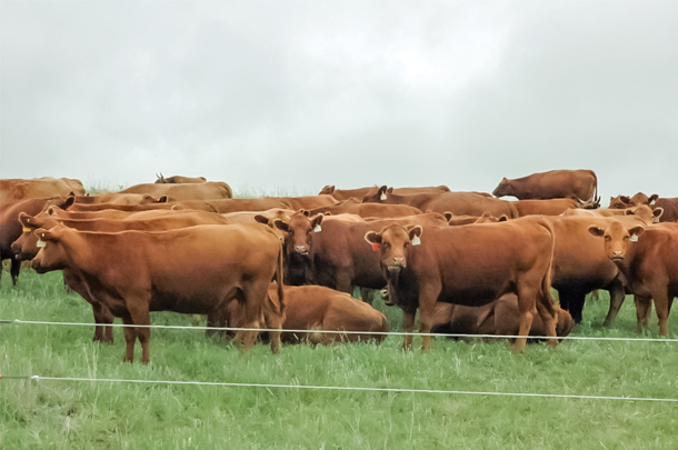 Herd resting behind an electric fence
