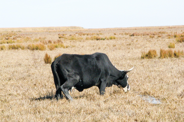Ticks thrive in high humidity conditions