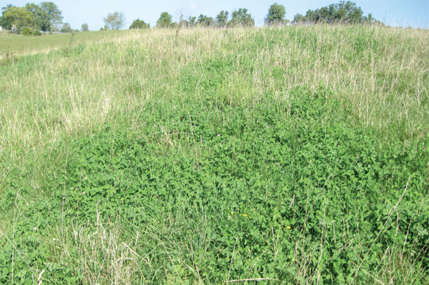 A strong stand of red clover in mixture with tall fescue
