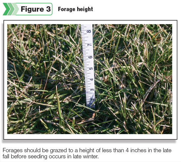 Forage height