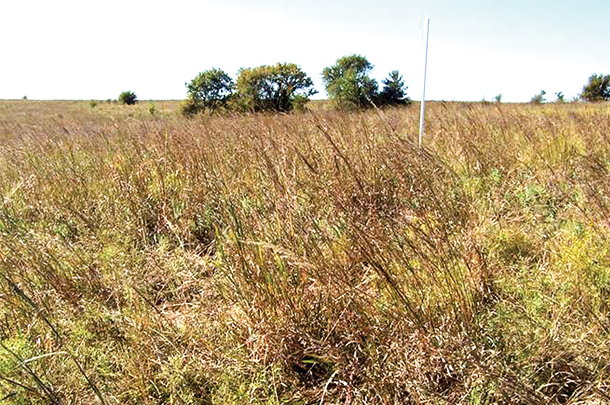 Muti-paddock grazing manages adaptively to achieve high productivity
