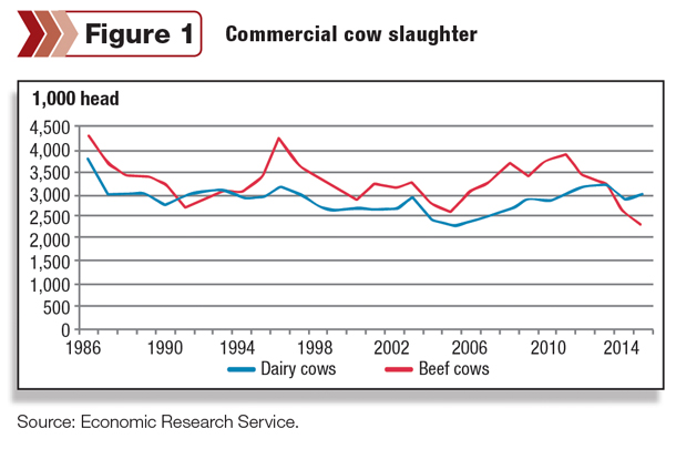 Commercial cow slaughter