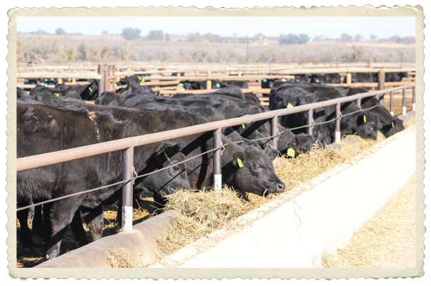 Cattle being finished at JBS Five Rivers feedlot in Colorado