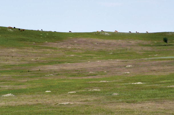 Prairie dog towns can cause a reduction of forage production in pastures