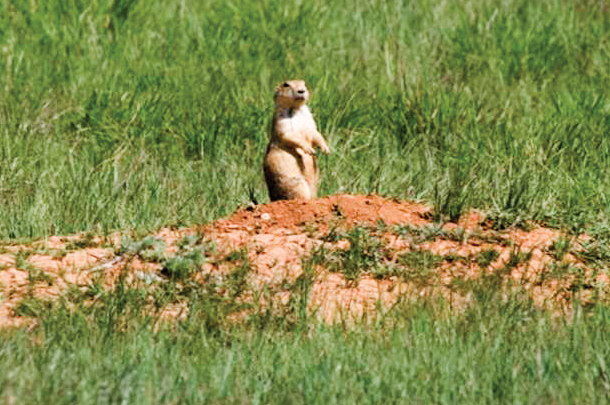 prarie dog