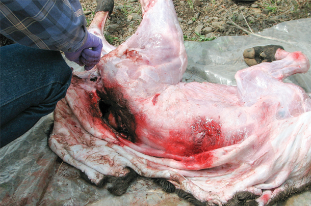 No external marks on it, but skinning it revealed the multiple bites and mangled skin.
