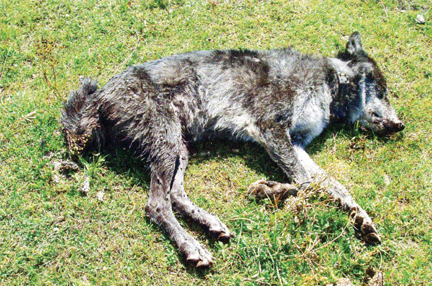 Wolf shot while in the process of chasing and killing cattle