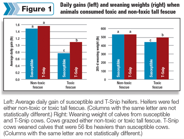 Daily gains and weaning weights when animals consumed toxic and non-toxic tall fescue
