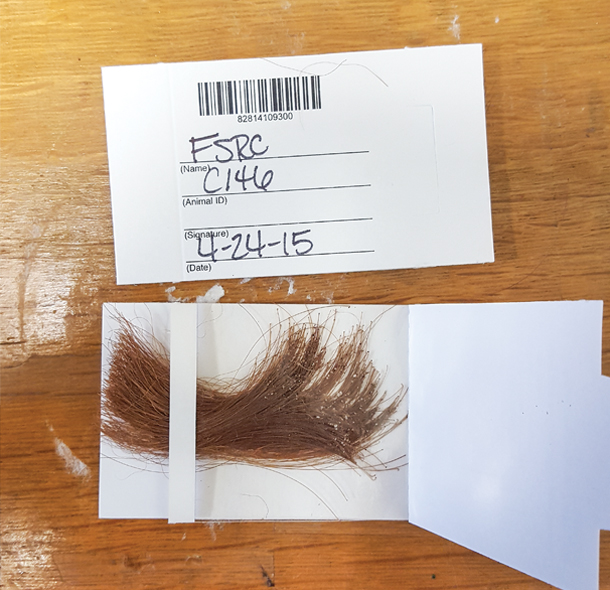 Hair samples taken from tail 