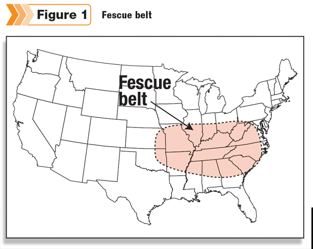 Fescue belt