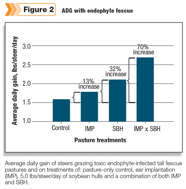ADG with endophyte fescue