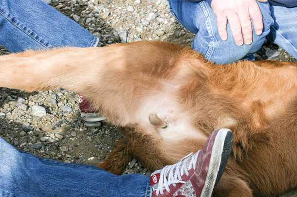 Banding calves
