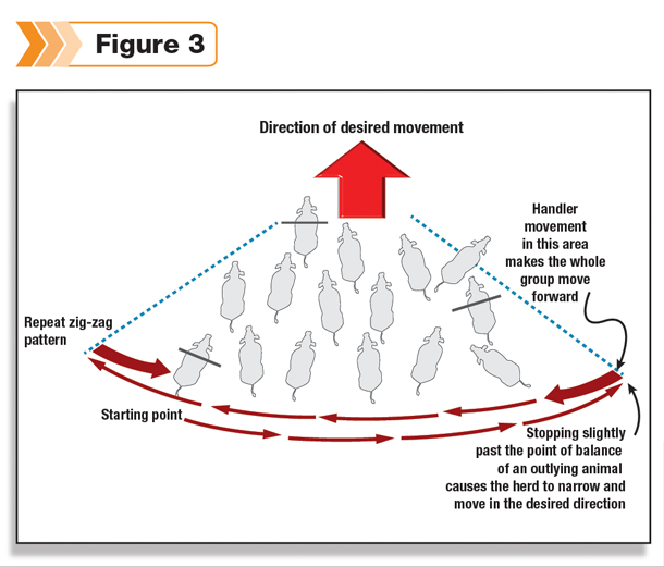 where handler stands makes the group move