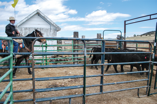 cattle handling