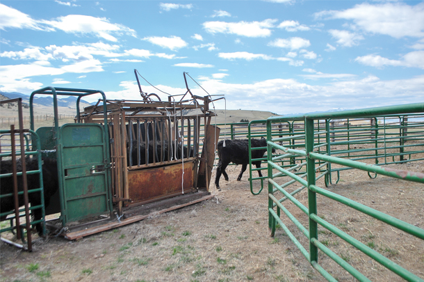 Cattle fowl through the squeeze in a steady and consistent manner