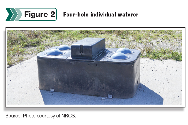 Four-hole individual waterer