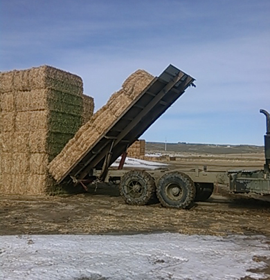 self-loading feed truck
