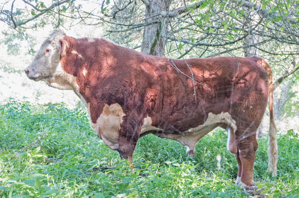 King is the target phenotypical bull for the Kaczmareks. He is 3 years old in this picture