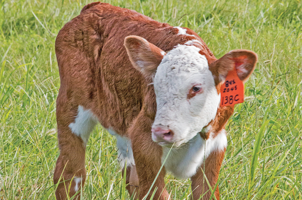 A newborn calf on the pasture entering Kaczmarek Herefords Ranch