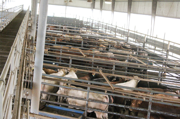 Live cattle, waiting to be processed