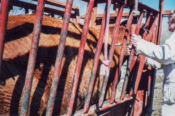 Injectable antibiotic products are the issue with antibiotic residue