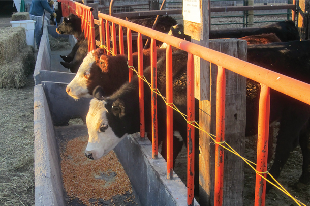 Cattle on feed need healthy microbiome, which can be offset by antibiotic in the feed
