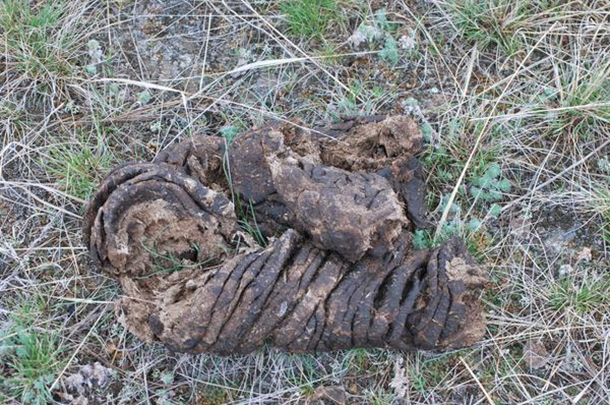 fibrous manure