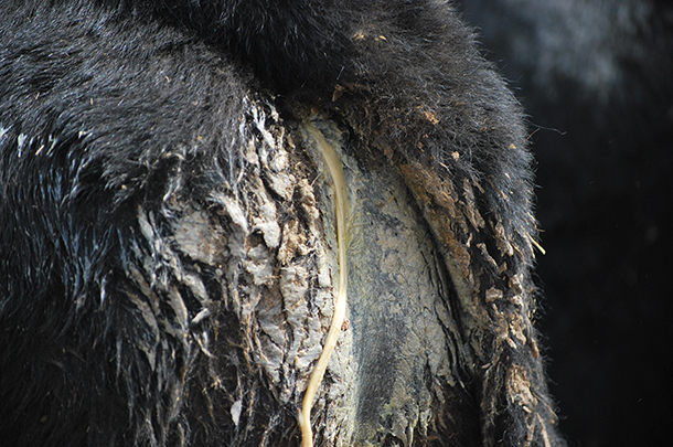cow intestinal discharge