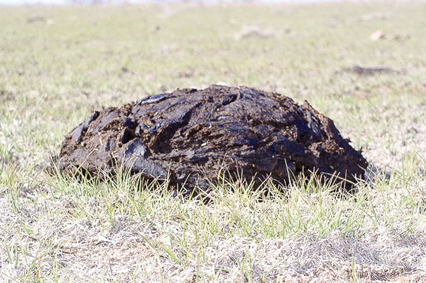 Monitor manure