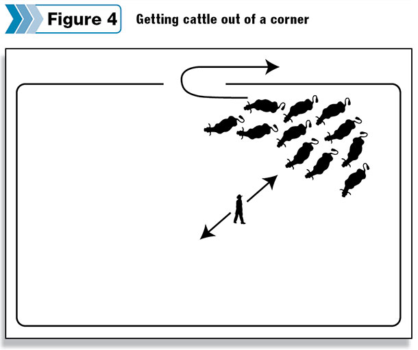 Getting cattle out of a corner