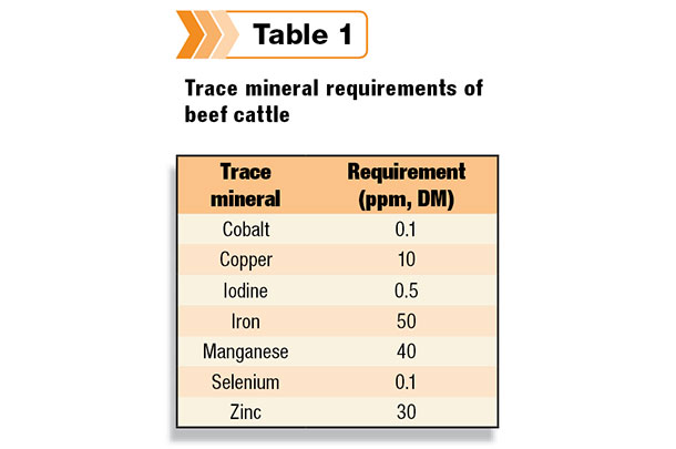 Trace mineral requirement of beef cattle