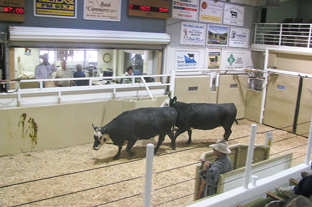 cattle sale