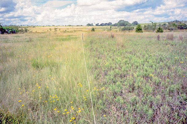 A messy landscape comprised of diverse plant species and structure
