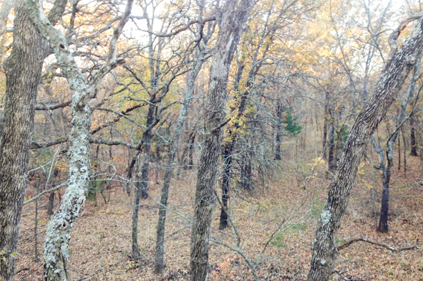 A closed canopy forest