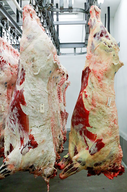 grass-fed and grain-fed carcasses