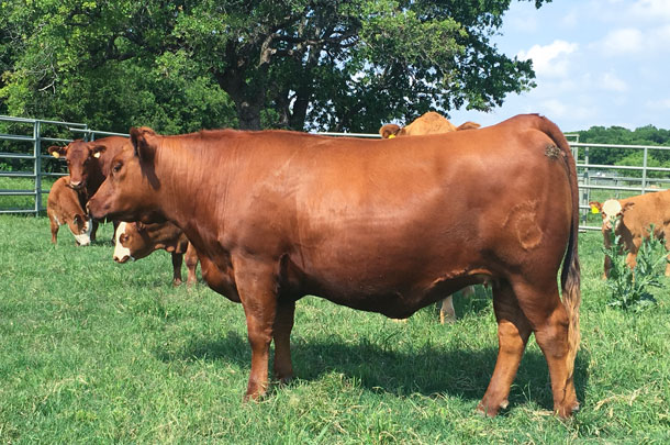 grass-fed heifer