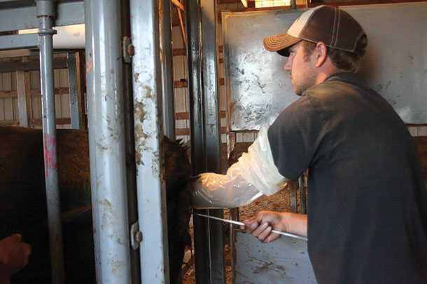 Jon Carlson A.I.'s his heifers